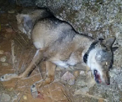 Aparece una loba atropellada en Carrascosa de Henares (Guadalajara)